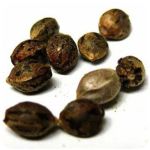 Семена марихуаны АК-47 (Seeds AK-47) в Ярцево Семена марихуаны АК-47 (Seeds AK-47) в Ярцево